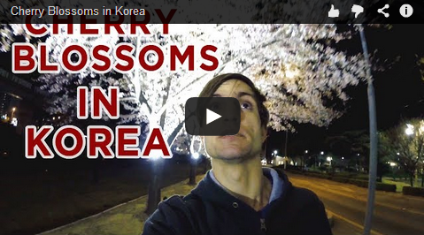 video of cherry blossoms in korea